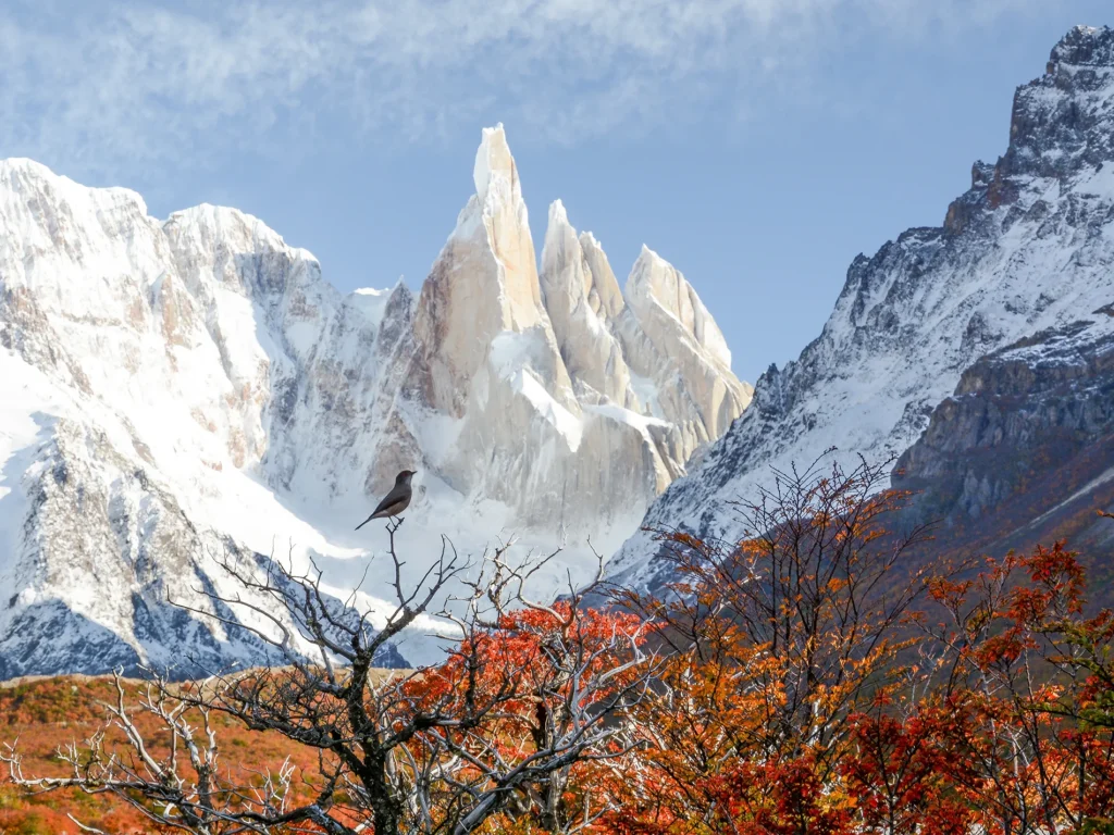 laguna torre